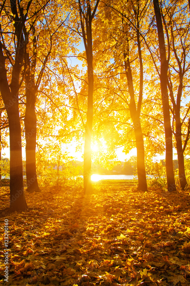阳光下的秋树