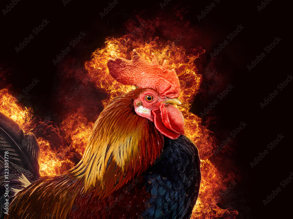 火焰中的红公鸡