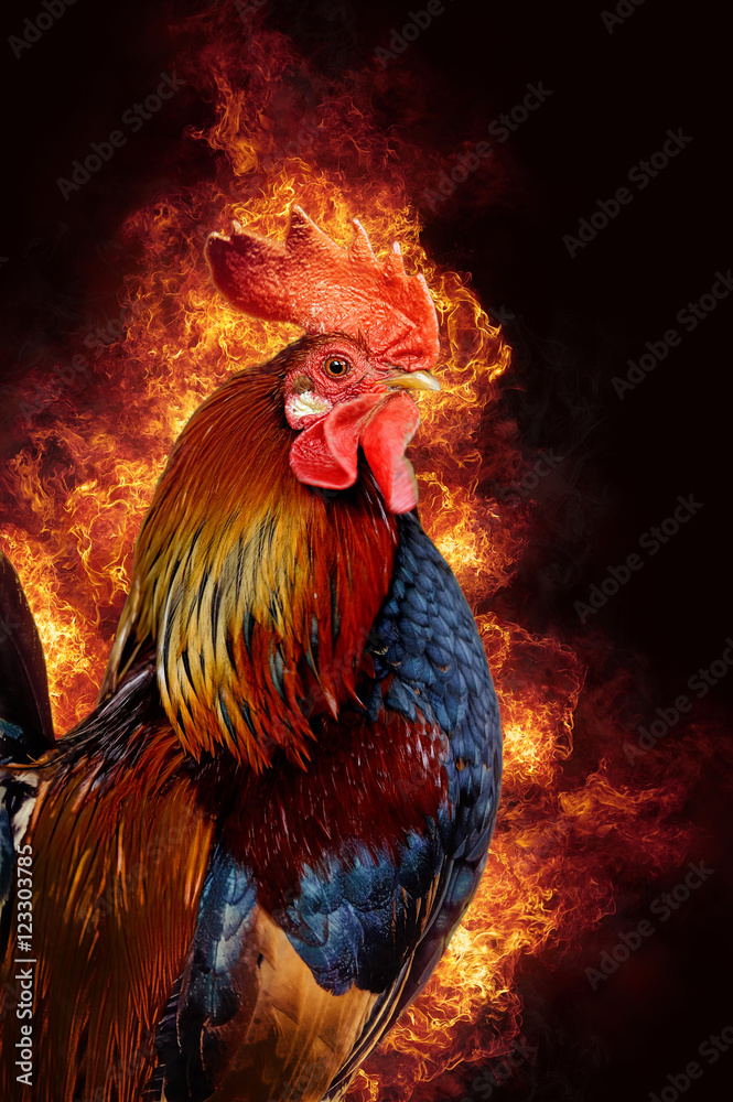 火焰中的红公鸡