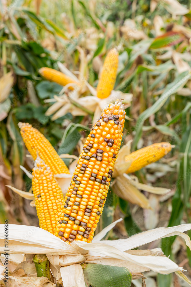 农田里成熟的玉米等待收割