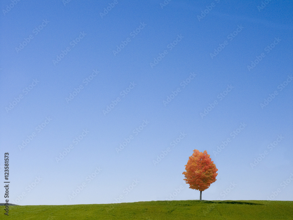 绿草上的秋树
