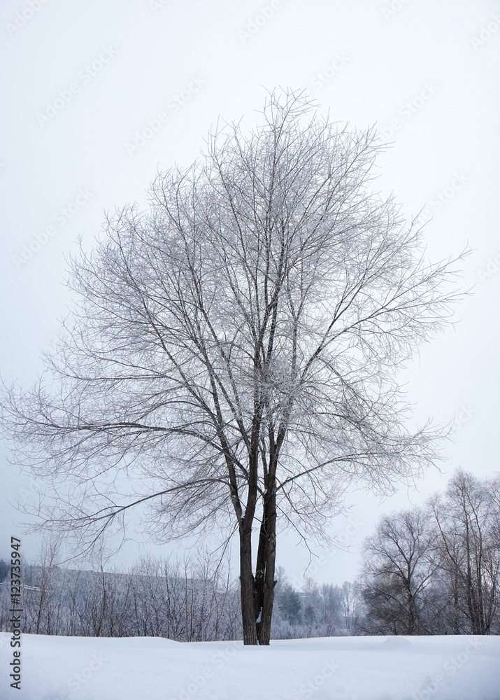 雪下无叶的冬季裸树