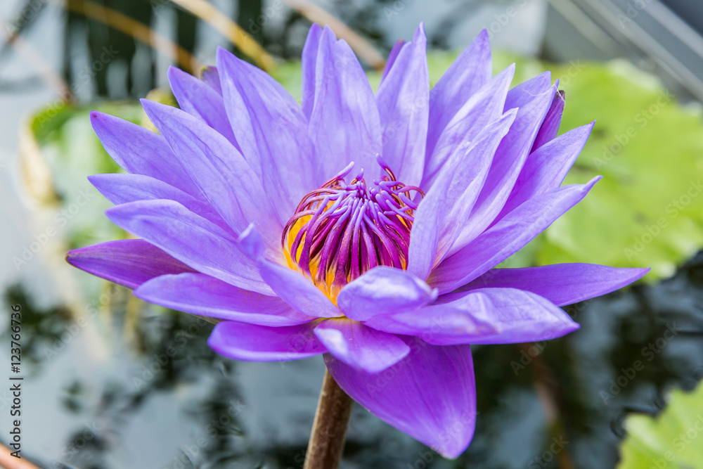 美丽的紫色睡莲长在池塘里