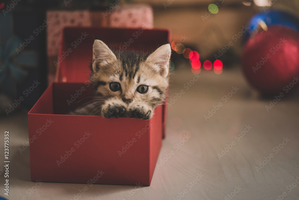 小猫在礼盒里玩耍