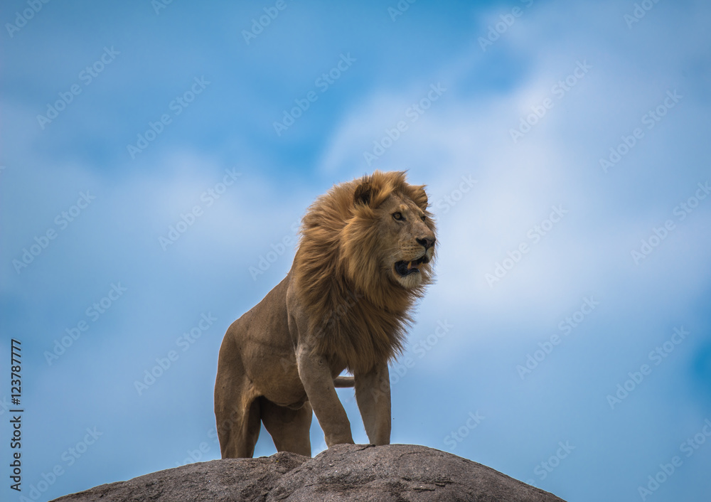 一只雄伟的雄狮爬上岩石露头，寻找从树叶上漂下来的雌性配偶
