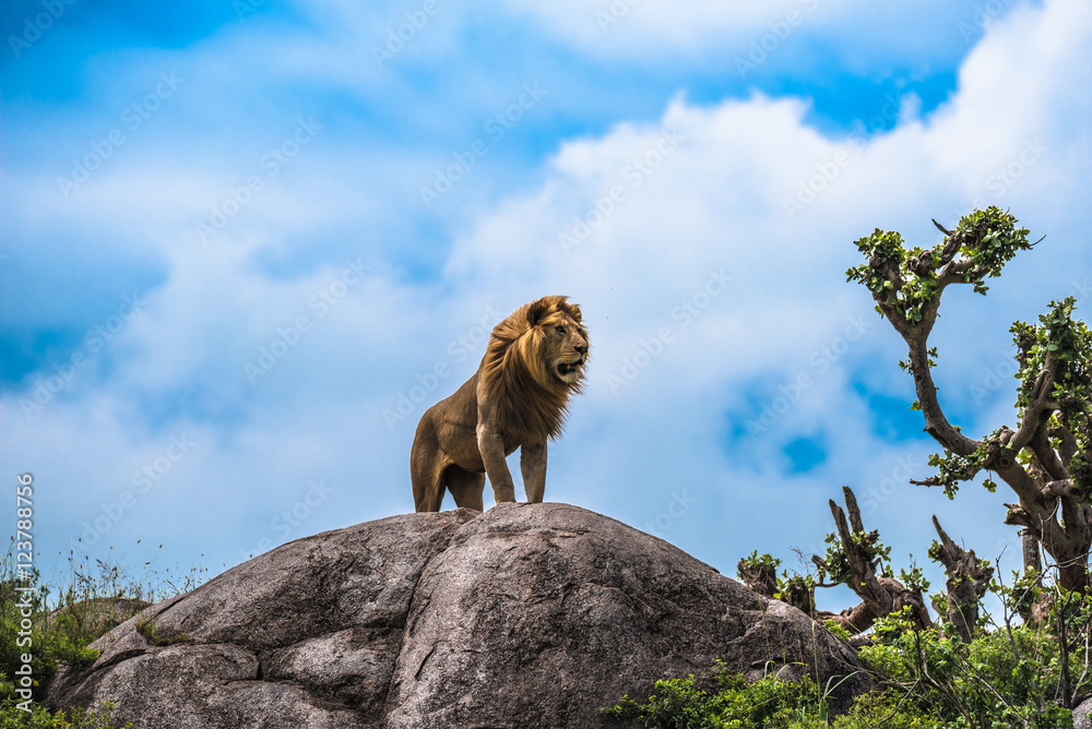 一只雄伟的雄狮爬上岩石露头，寻找从树叶上漂下来的雌性配偶