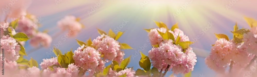 美丽的日本樱花在阳光下绽放（绽放）的枝条-阳光