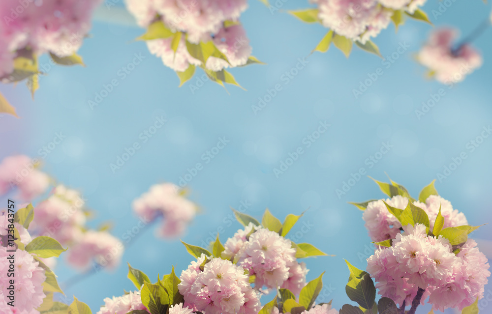 盛开的日本樱花树和蓝天——春天的美丽自然