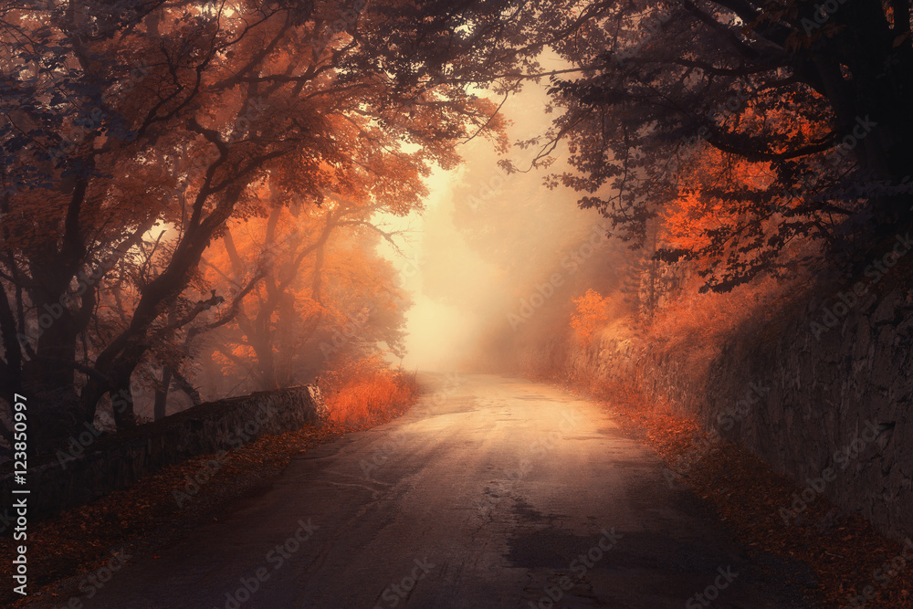 神秘的秋天红色森林，雾中有路。秋天薄雾蒙蒙的树林。五颜六色的树木景观，乡村