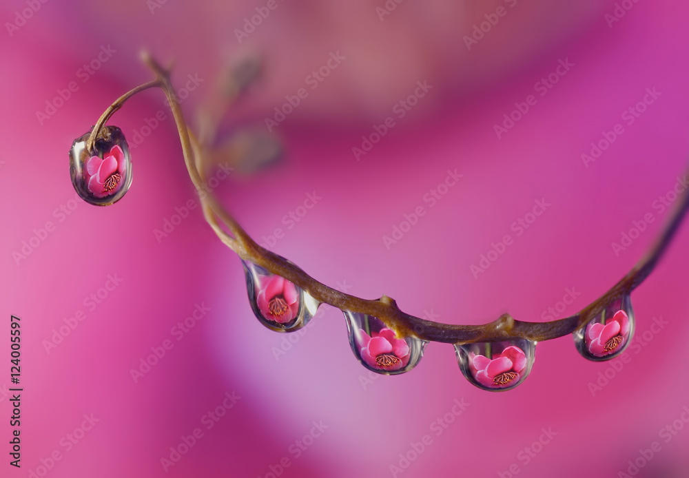 美丽的树枝上有露水或雨水，花朵反射。柔软细腻，模糊的粉红色背景。