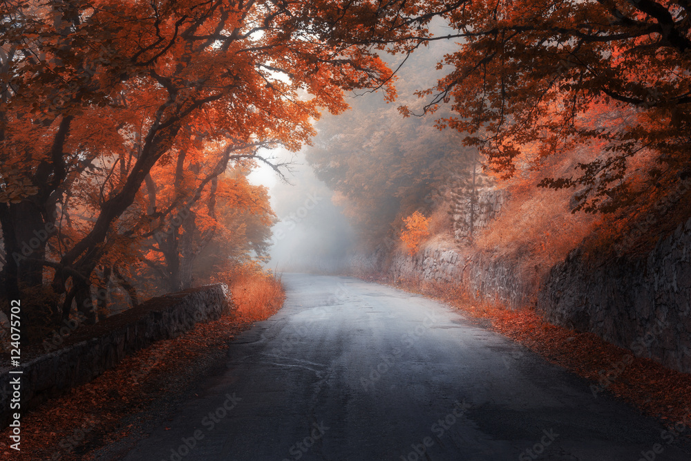 令人惊叹的秋天红色森林，雾中有路。秋天的树，红叶。五颜六色的风景，令人惊叹