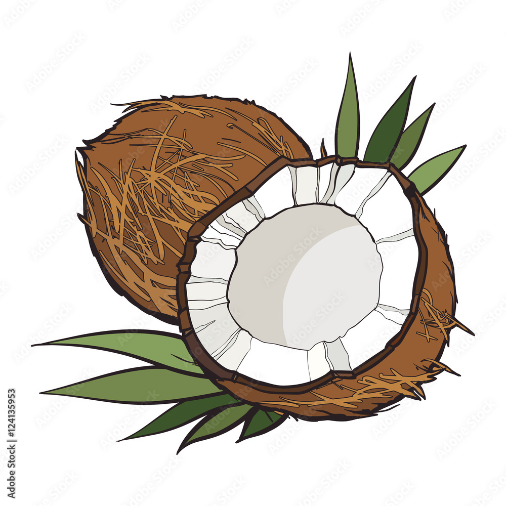 完整且破裂的椰子，白色背景上分离的矢量插图。w上的椰子图