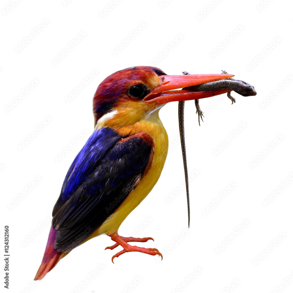 东方矮翠鸟（Ceyx erithaca）或黑背翠鸟