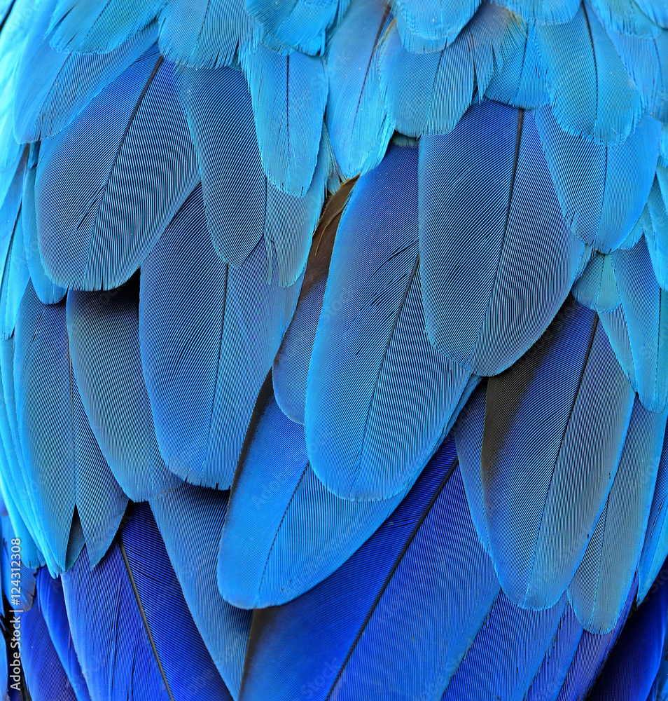 蓝色和金色金刚鹦鹉臀部羽毛的蓝色纹理，