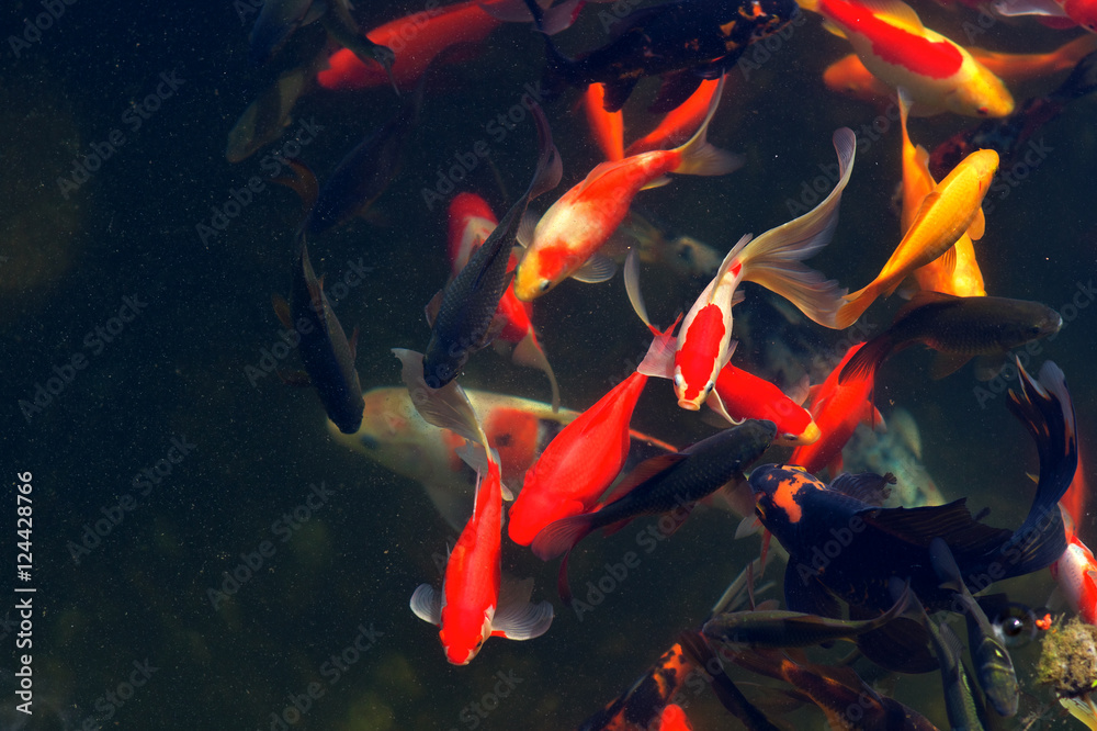锦鲤鱼日本游泳（鲤鱼）美丽的颜色变化天然有机