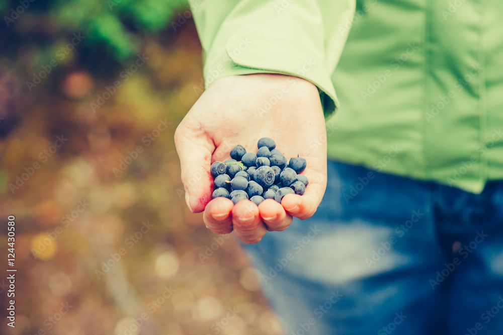 Blueberry fresh picked organic food in woman hand giving Healthy Lifestyle northern forest recreatio