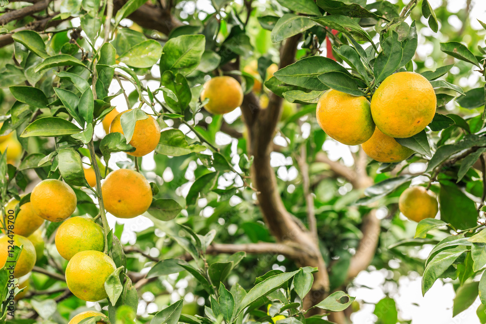 新鲜的橙子生长在果树种植园的树上