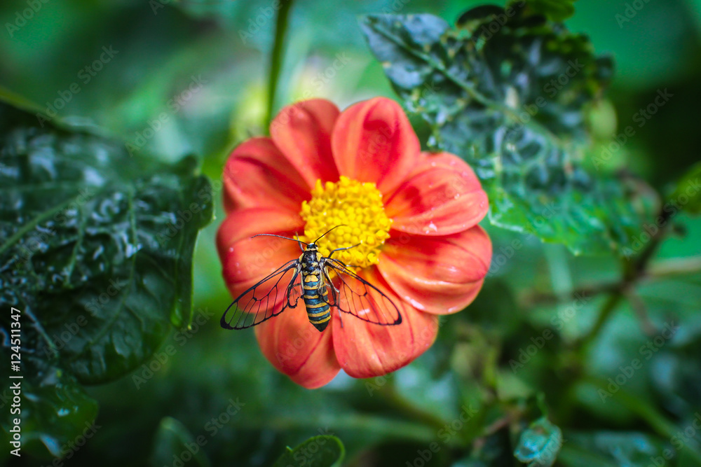 蜜蜂在红花上。俯视图。