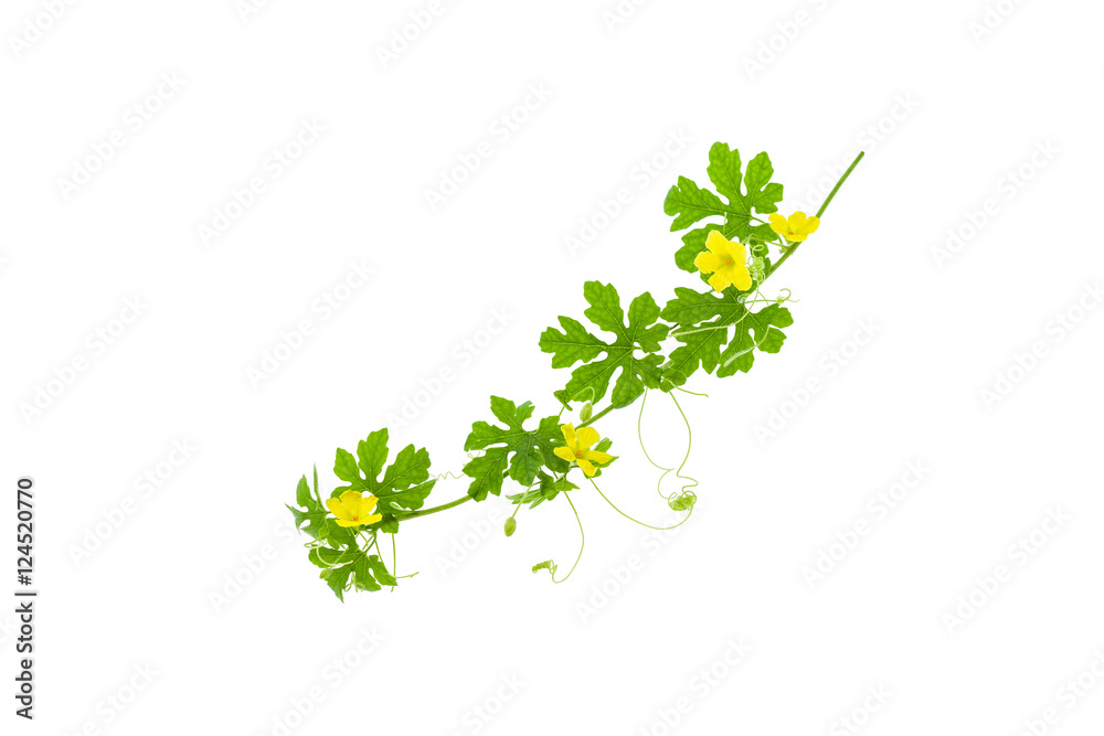 Green leaves with yellow flower isolated on white background.