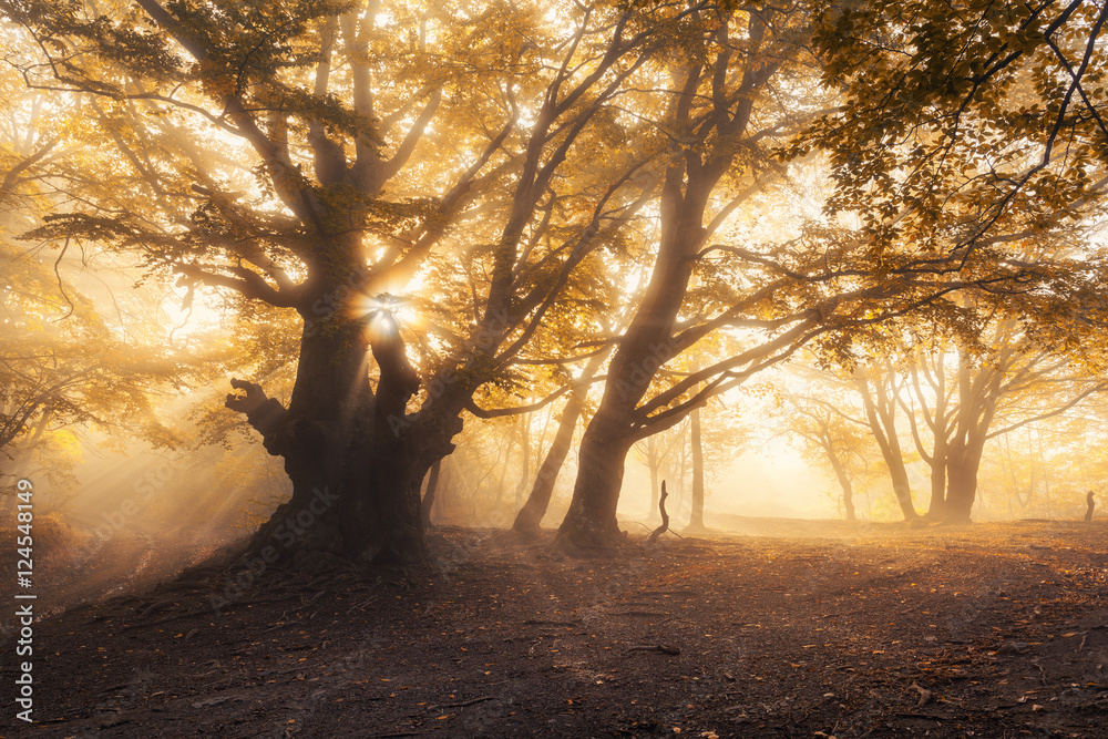 清晨有阳光的神奇老树。雾中的森林。雾中森林的彩色景观，