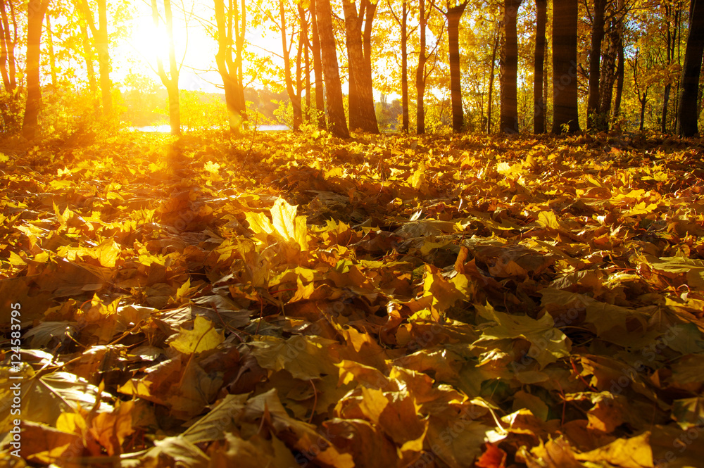 阳光下的秋树