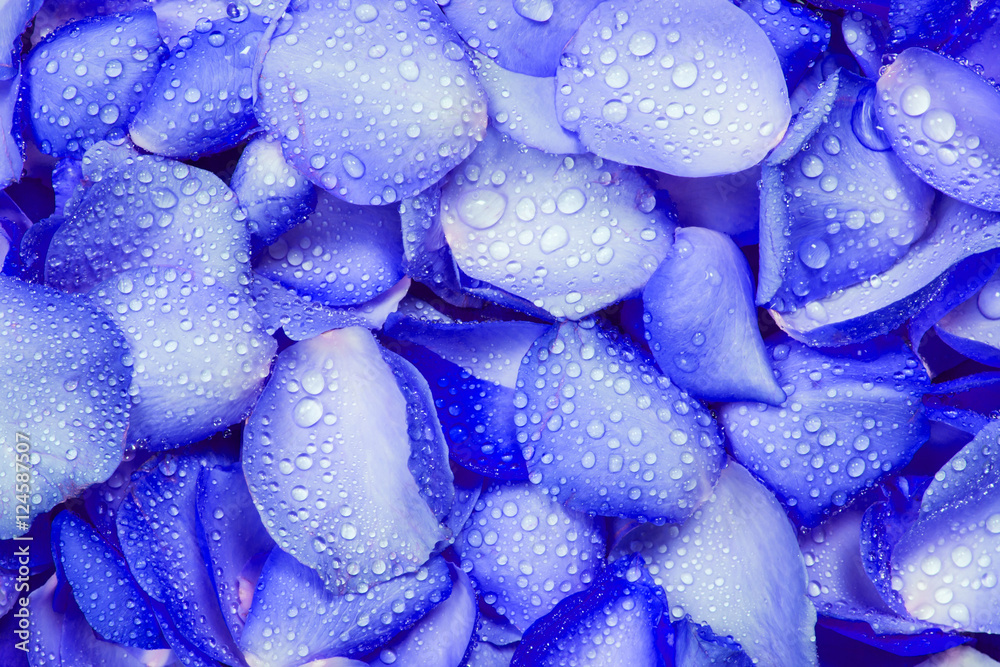 带水滴的清新蓝色玫瑰花瓣背景