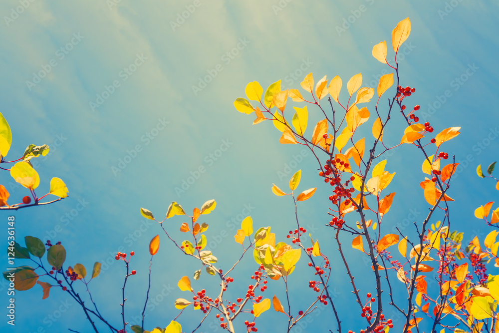 五颜六色的落叶映衬着天空，复古的背景