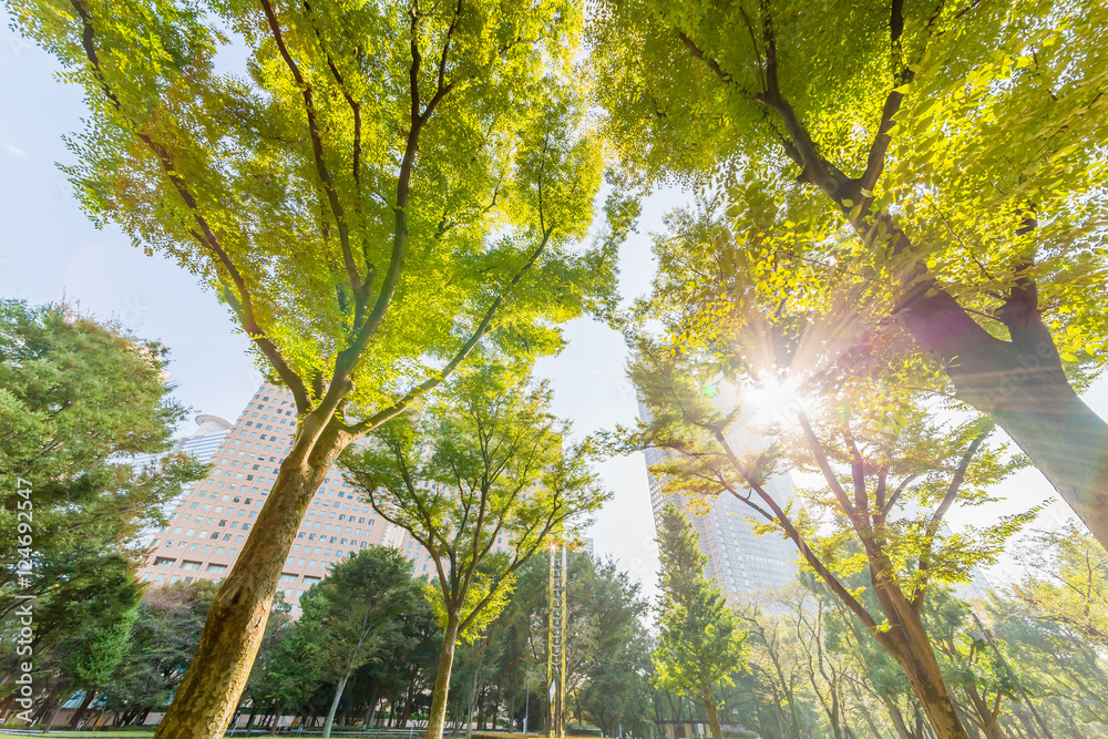 さわやかな朝の新宿中央公園