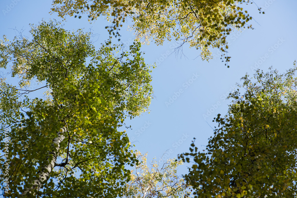 Blue sky. Crones of trees. Birch Grove. Green trees.