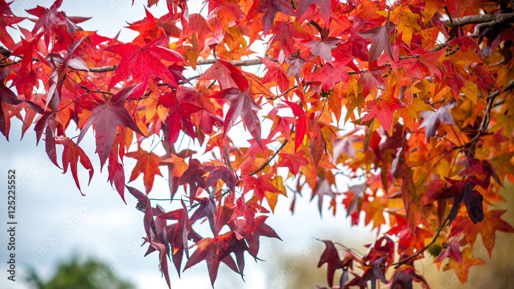 colorful maple leaves, natural autumn background, color processe