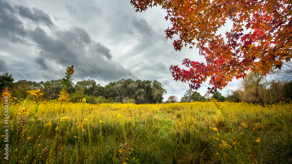 autumn landscape, the grove in a cloudy day