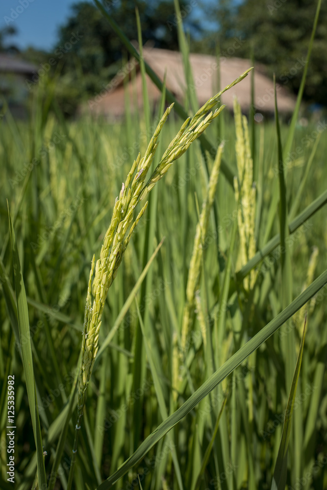 农业农场水稻作物的关闭。