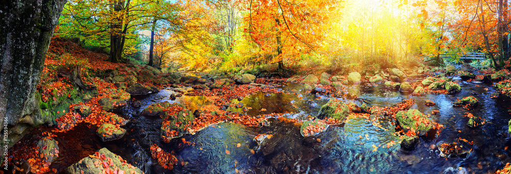 森林溪流的全景秋季景观。秋季自然背景