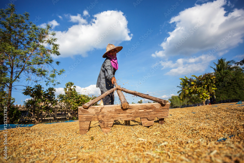 农民在田里用耙子烘干水稻种子