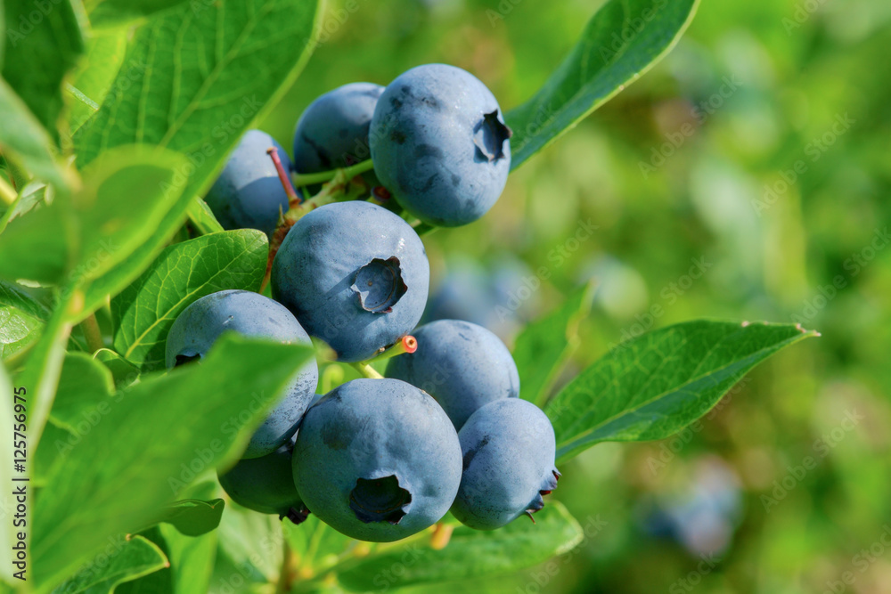 灌木上的新鲜有机蓝莓。特写