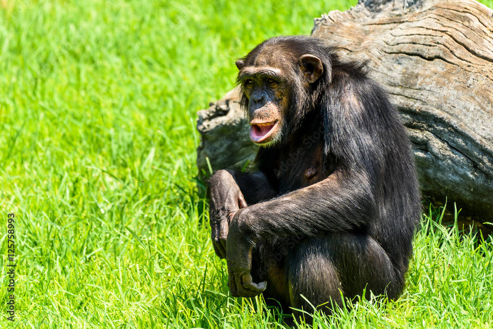 非洲黑猩猩肖像