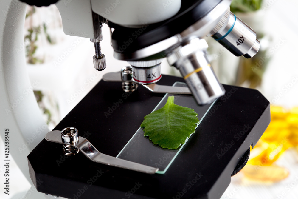显微镜载玻片上的植物样品特写