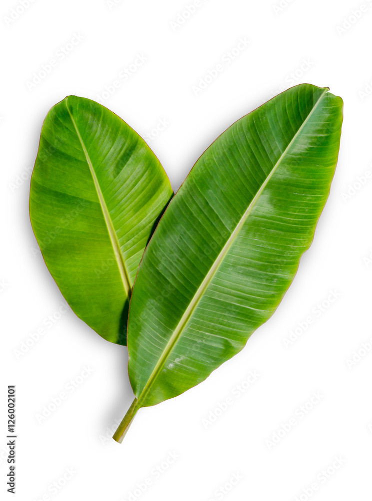 Banana leaf isolated on white background. File contains a clipping path.