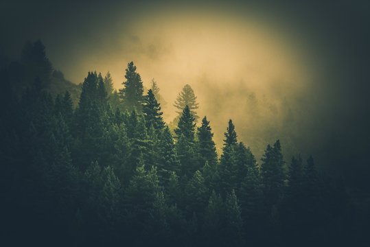 Foggy Forest Landscape