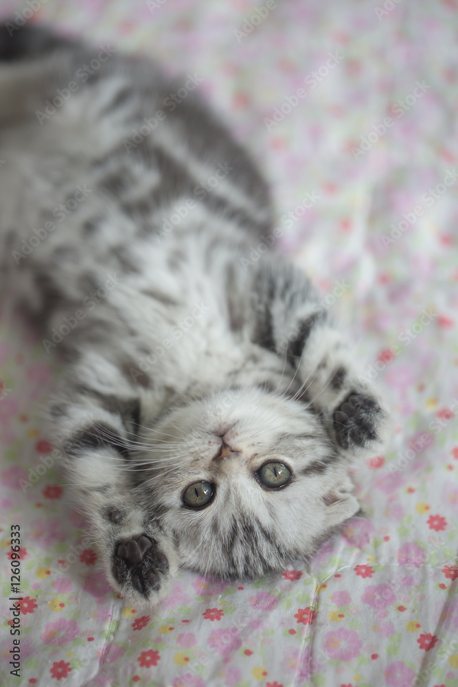 躺在地板上的可爱的虎斑苏格兰折叠小猫