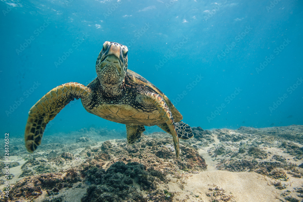 马尔代夫海域海龟和鱼类的海洋生物
