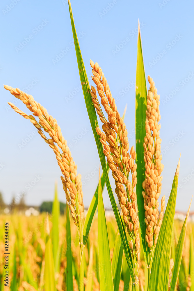 秋天的成熟大米