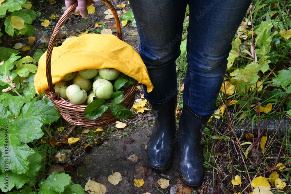 花园。秋天。篮子里的苹果。黄色餐巾，毛巾。穿着橡胶靴的腿