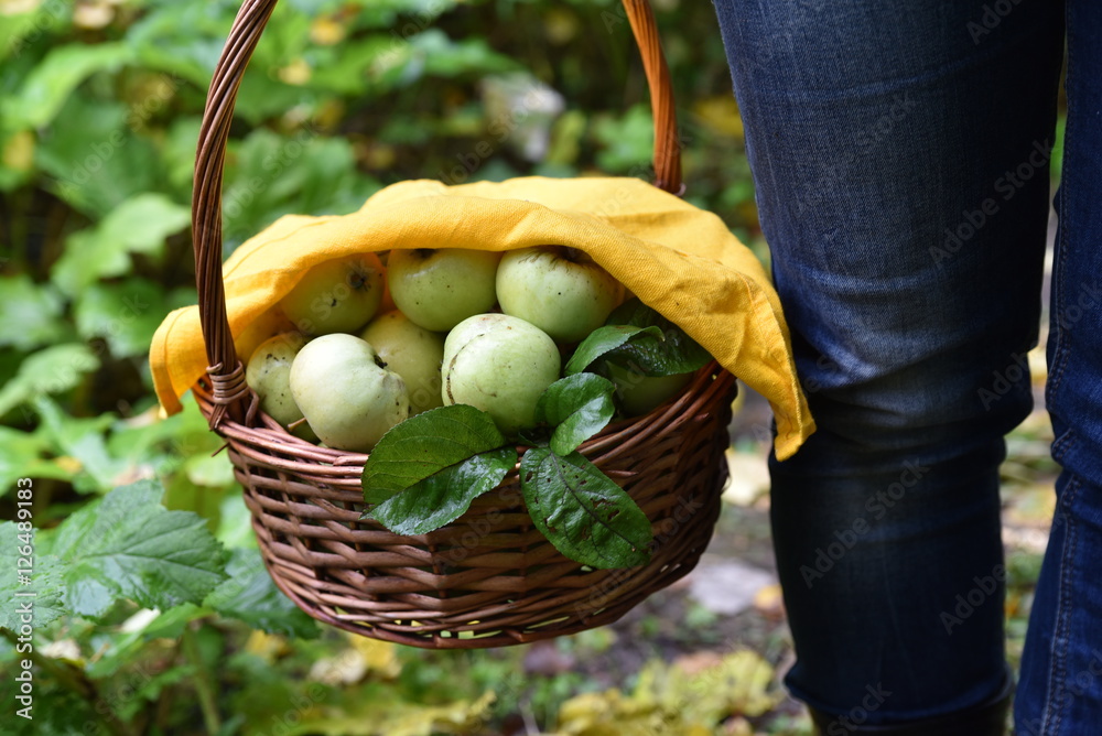 Garden. Autumn. Apples in a basket. Yellow napkin, towel.