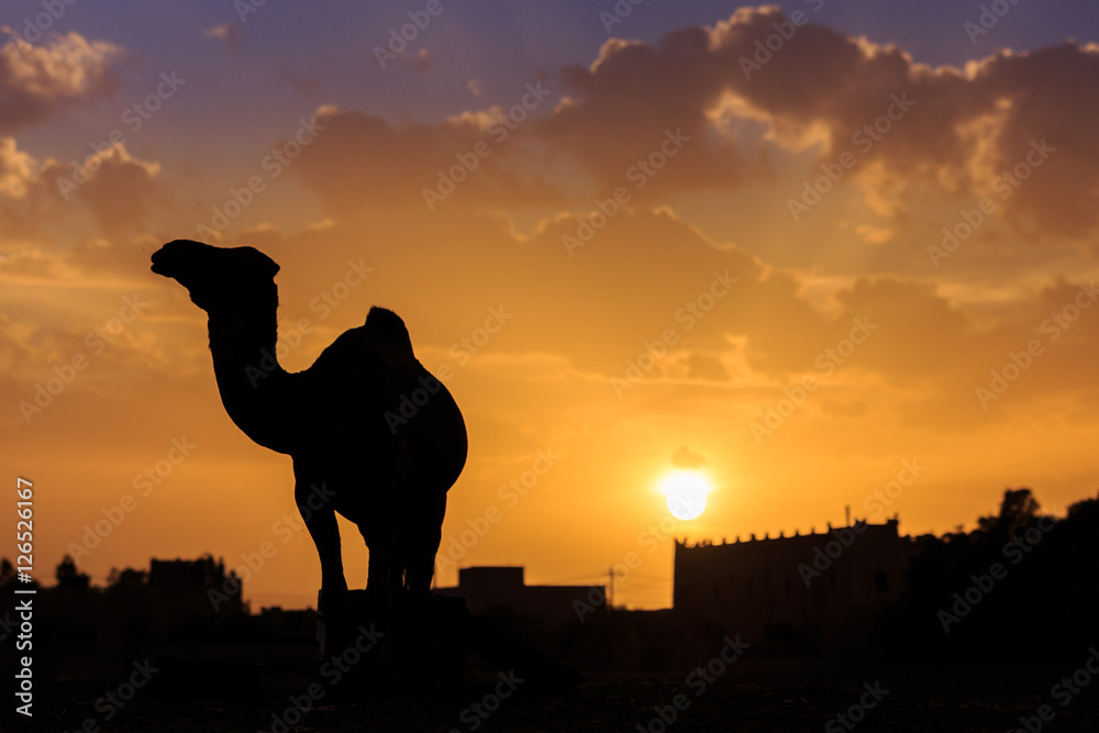 骆驼剪影-摩洛哥