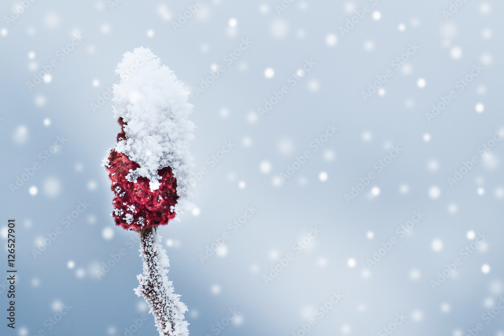 Rote Knospe mit Schneehäubchen