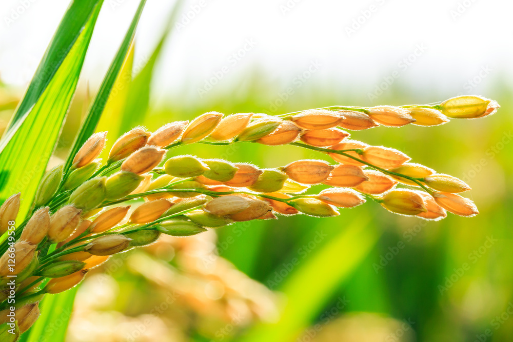 农田里的成熟水稻