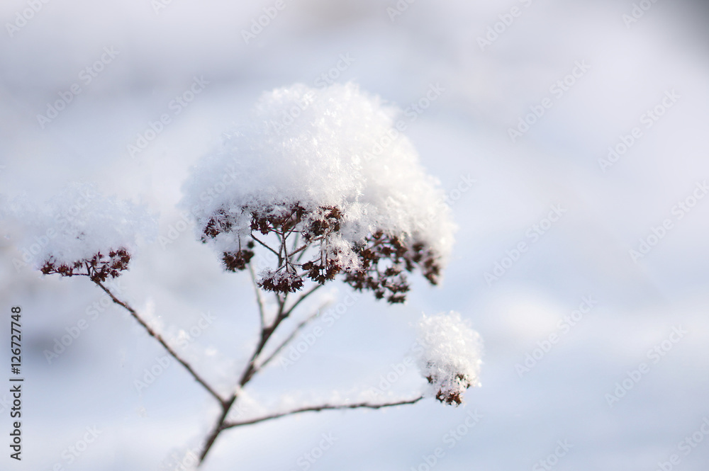 白色的冬天。闪闪发光的蓬松雪下的树枝。树枝和植物上的霜。雪