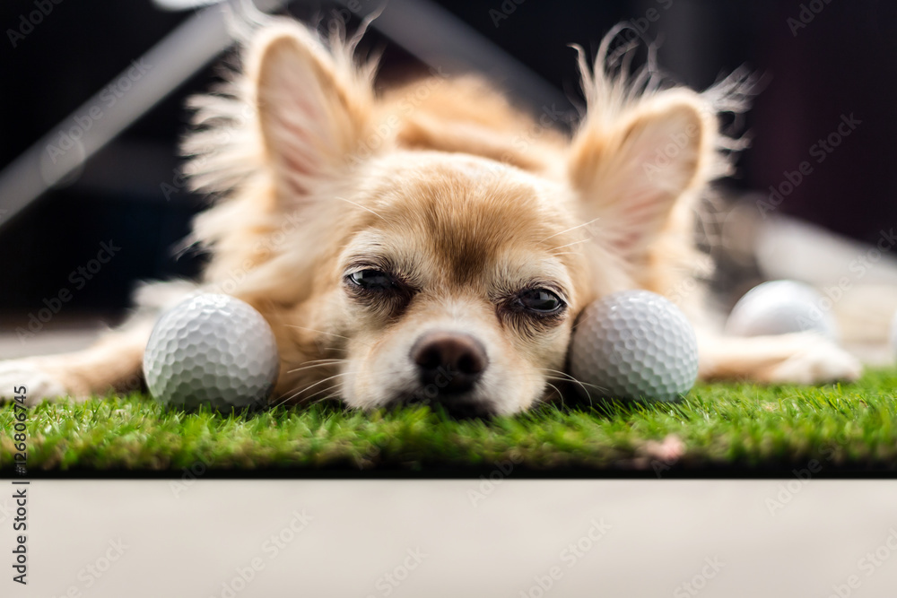 chihuahua dog brown color sleeping next to golf ball on green gr