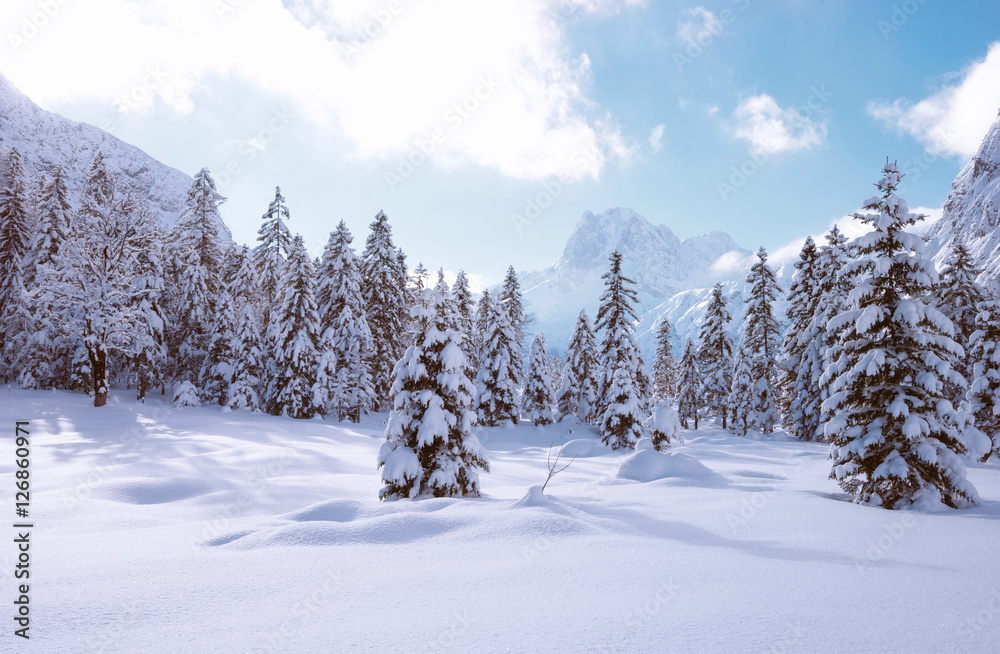 针叶树被雪覆盖的景观
